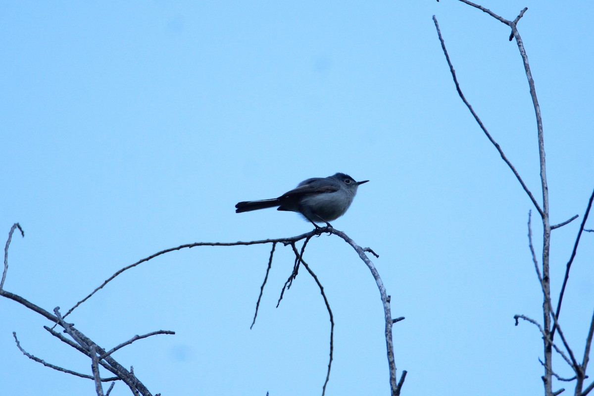 Blue-gray Gnatcatcher - ML243882411