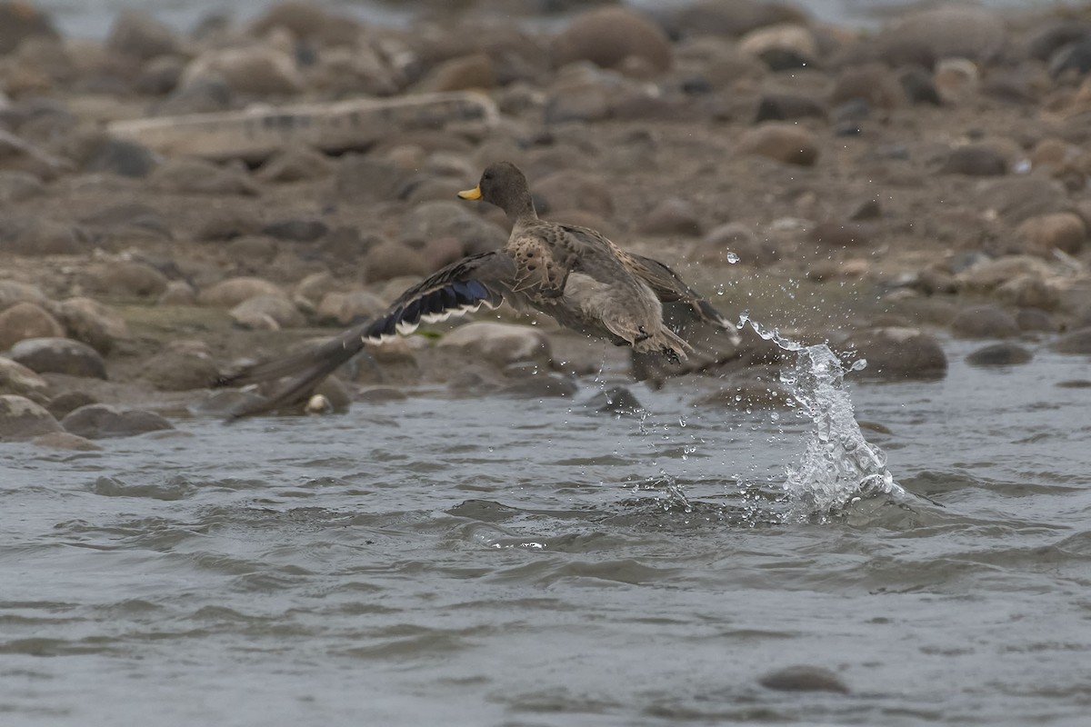 Yellow-billed Teal - ML243883151