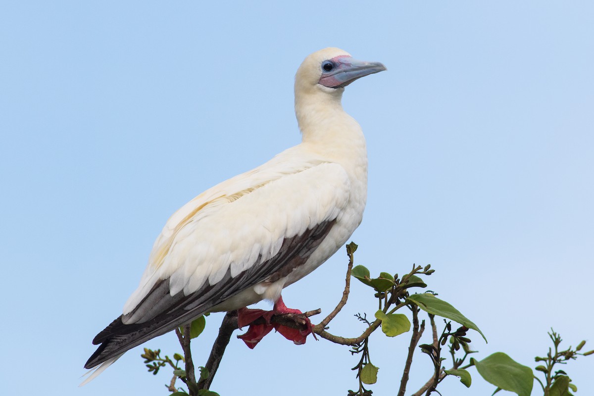 Red-footed Booby - ML243884031