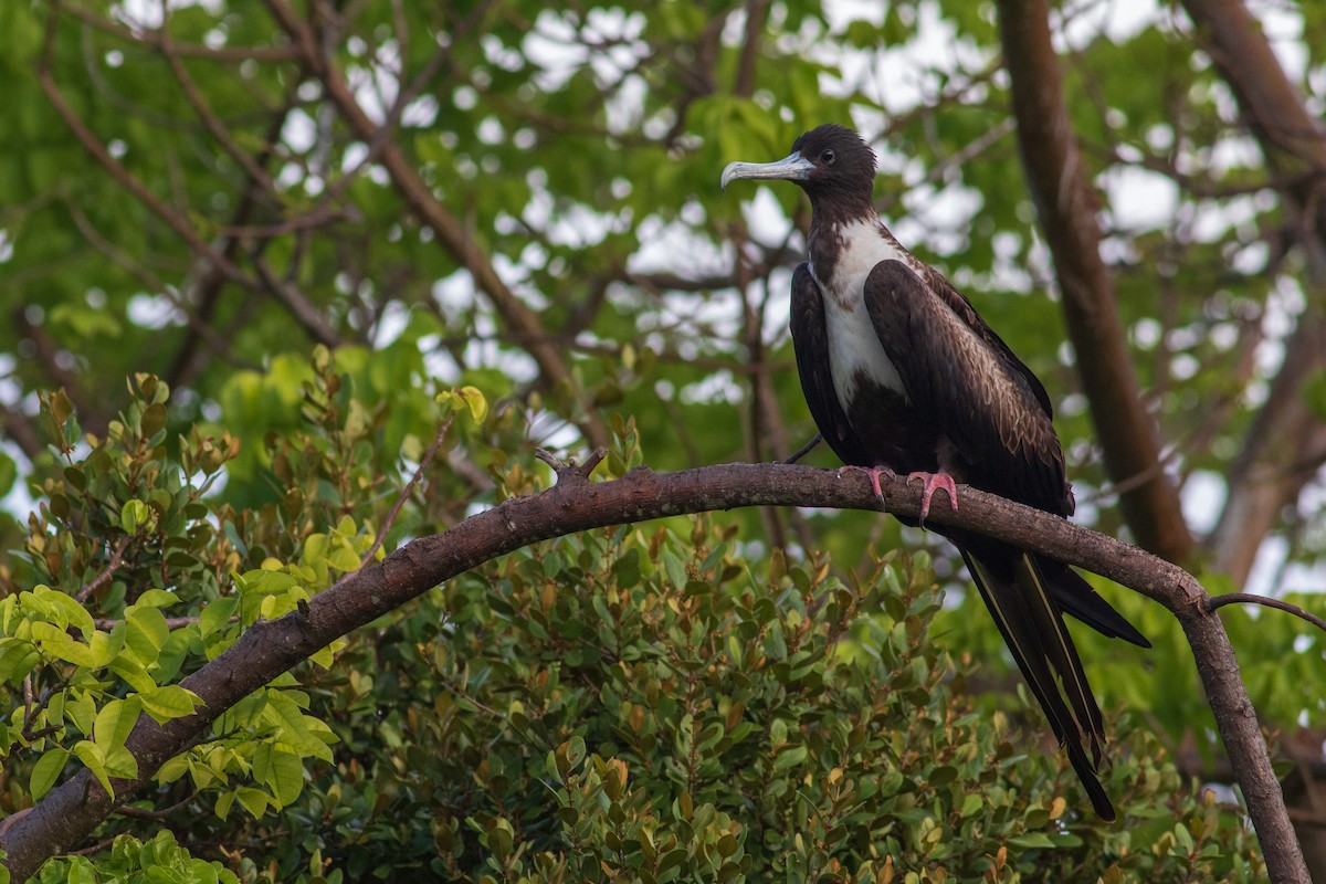 Magnificent Frigatebird - Francis Canto Jr