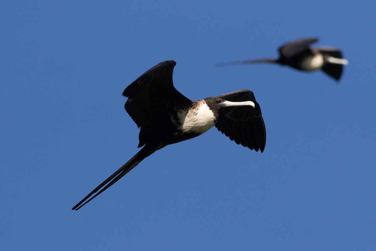 Magnificent Frigatebird - Francis Canto Jr