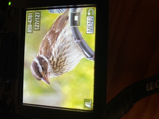 Black-headed Grosbeak - ML243886391