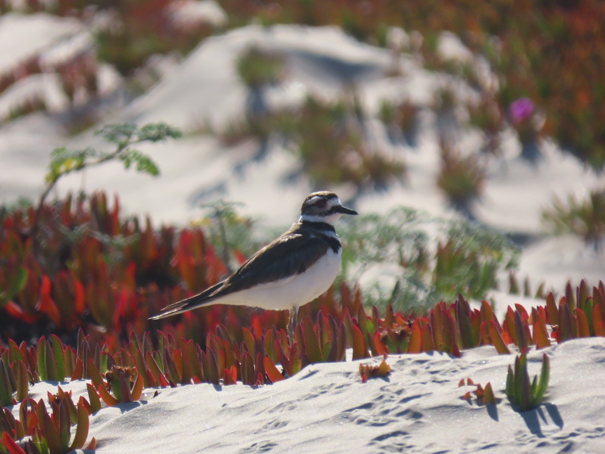 Killdeer - ML243886841