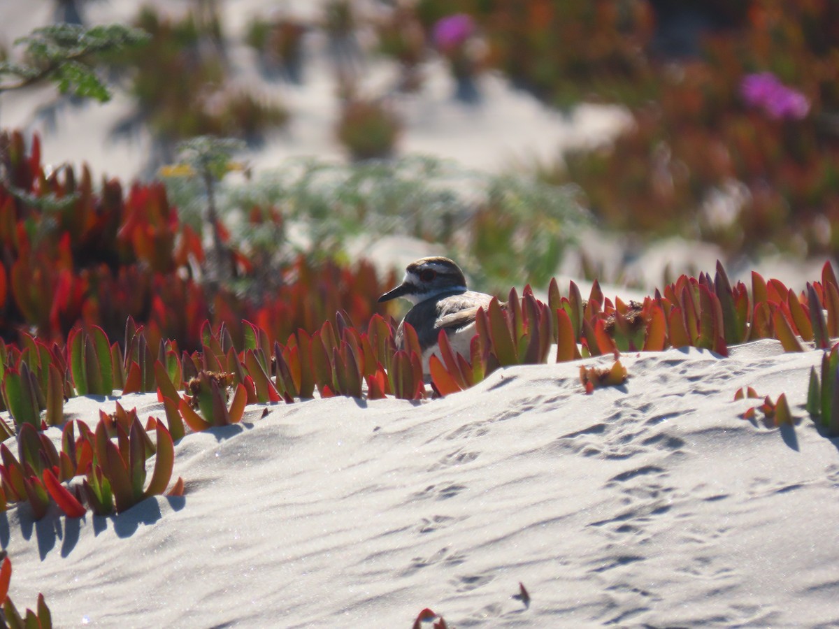 Killdeer - ML243886941