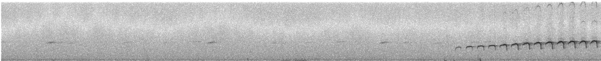 Grallaire demi-lune - ML243887
