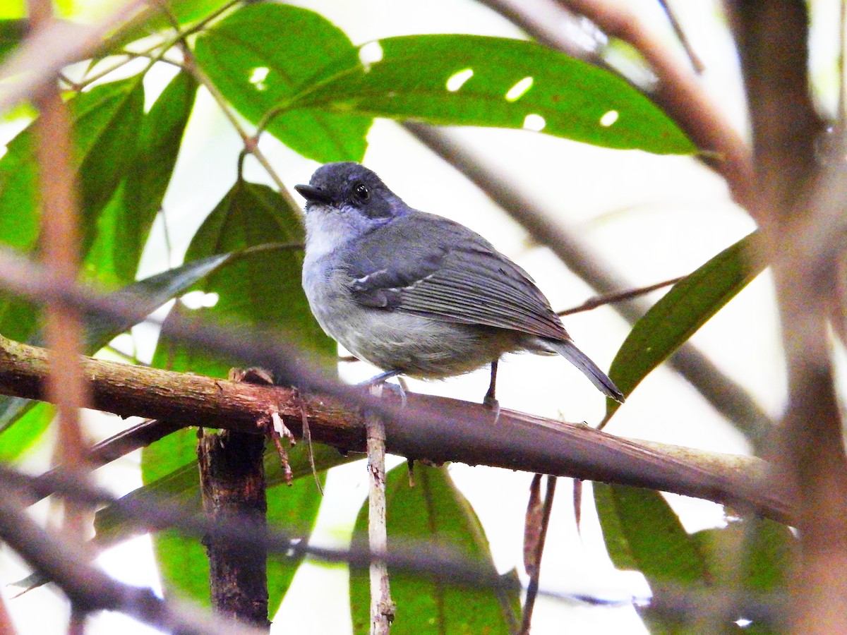 Plain Antvireo - ML243887891