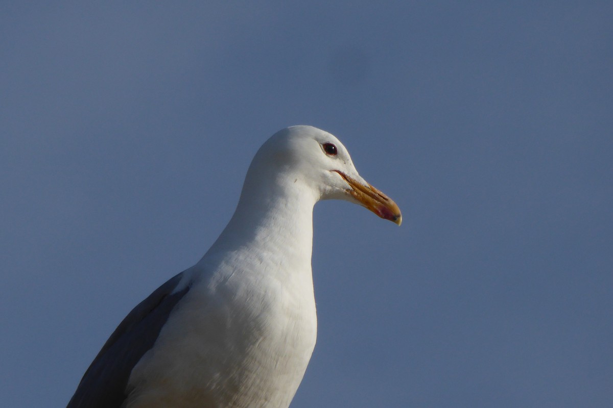 California Gull - Gerald "Jerry" Baines