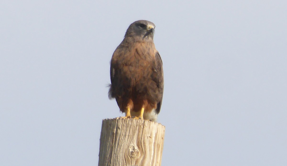 Swainson's Hawk - Gerald "Jerry" Baines