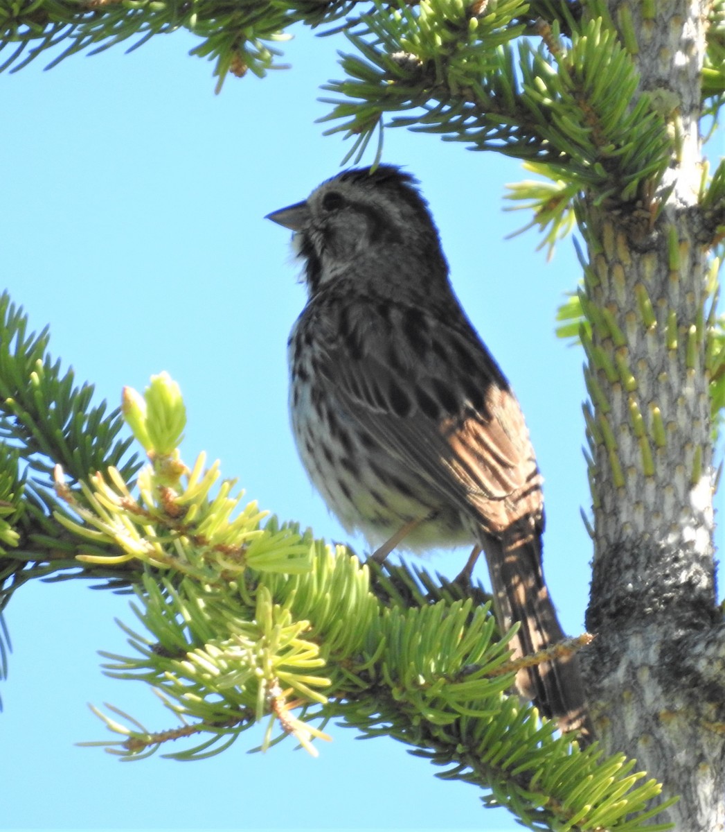 Song Sparrow - ML243890031