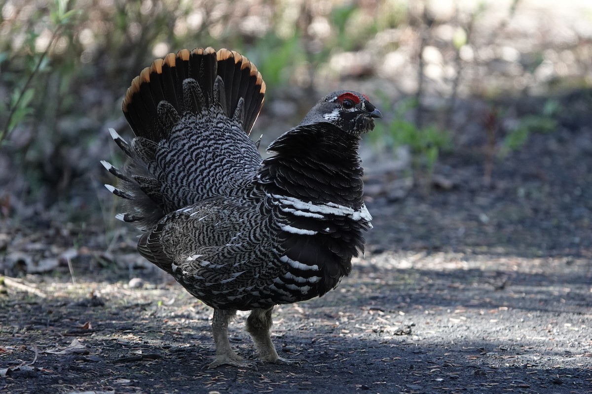 Spruce Grouse - Cameron Eckert