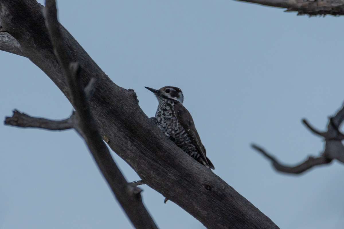 Arizona Woodpecker - ML243891961