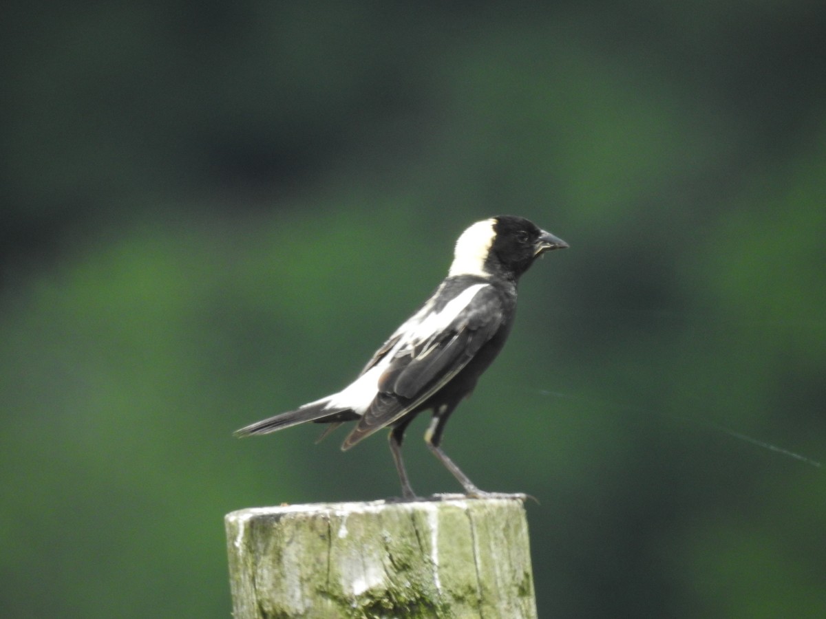 Bobolink - Bettyann Nagy