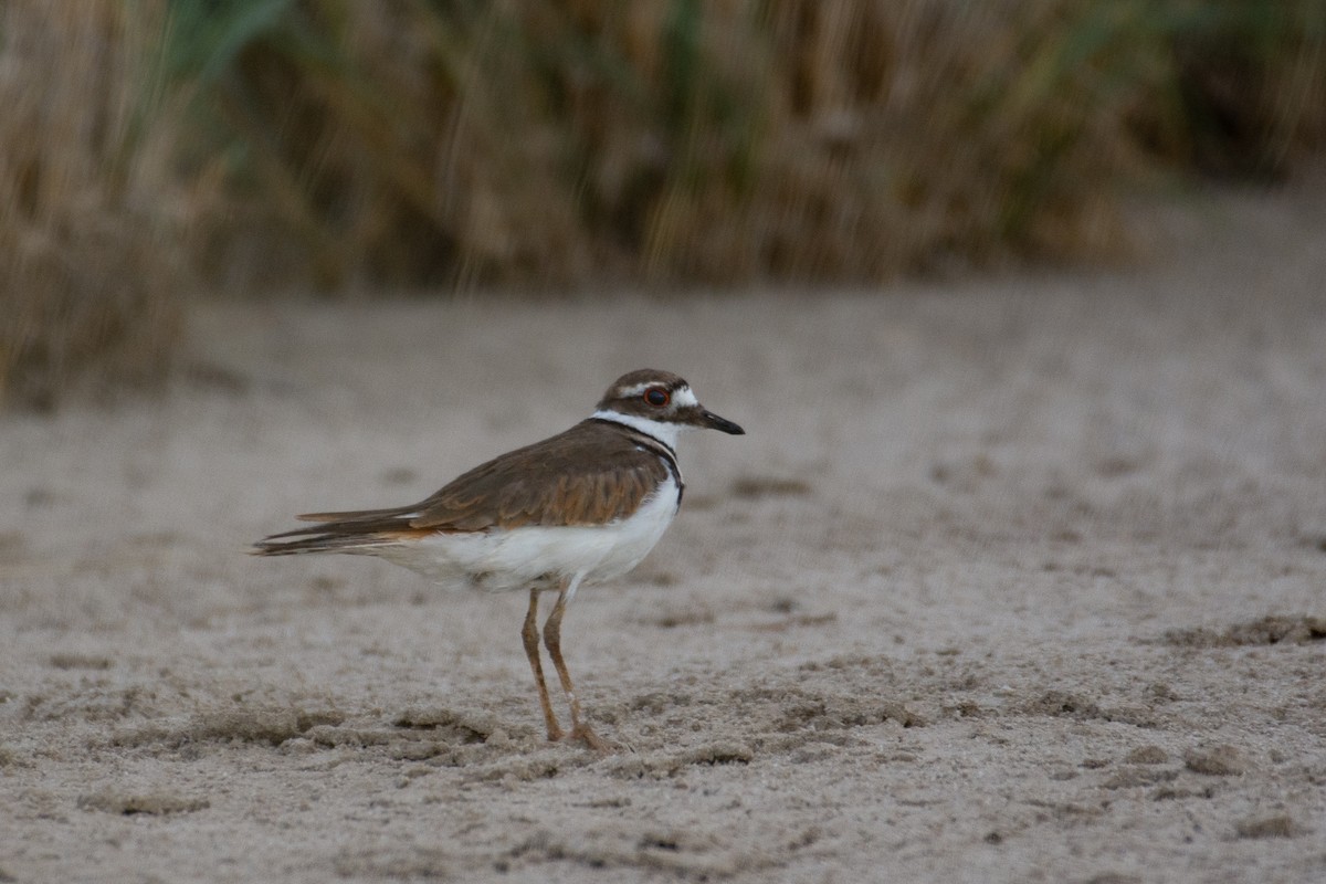 Killdeer - Owen Sinkus