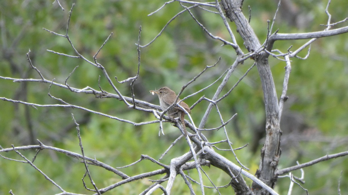 Northern House Wren - ML243897131