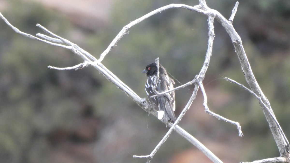 Spotted Towhee - ML243897211
