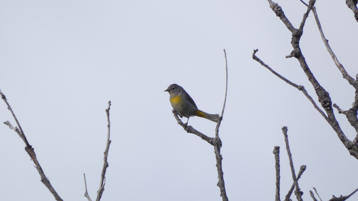 Virginia's Warbler - ML243897331