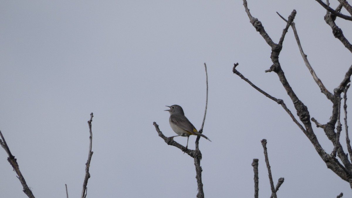 Virginia's Warbler - ML243897341