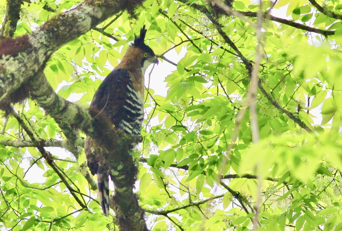 Ornate Hawk-Eagle - ML243899461