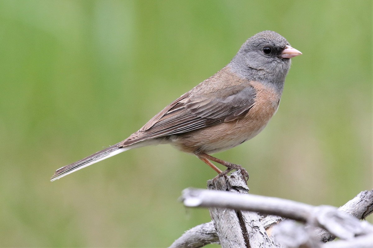 Dark-eyed Junco (Pink-sided) - 🦉Max Malmquist🦉