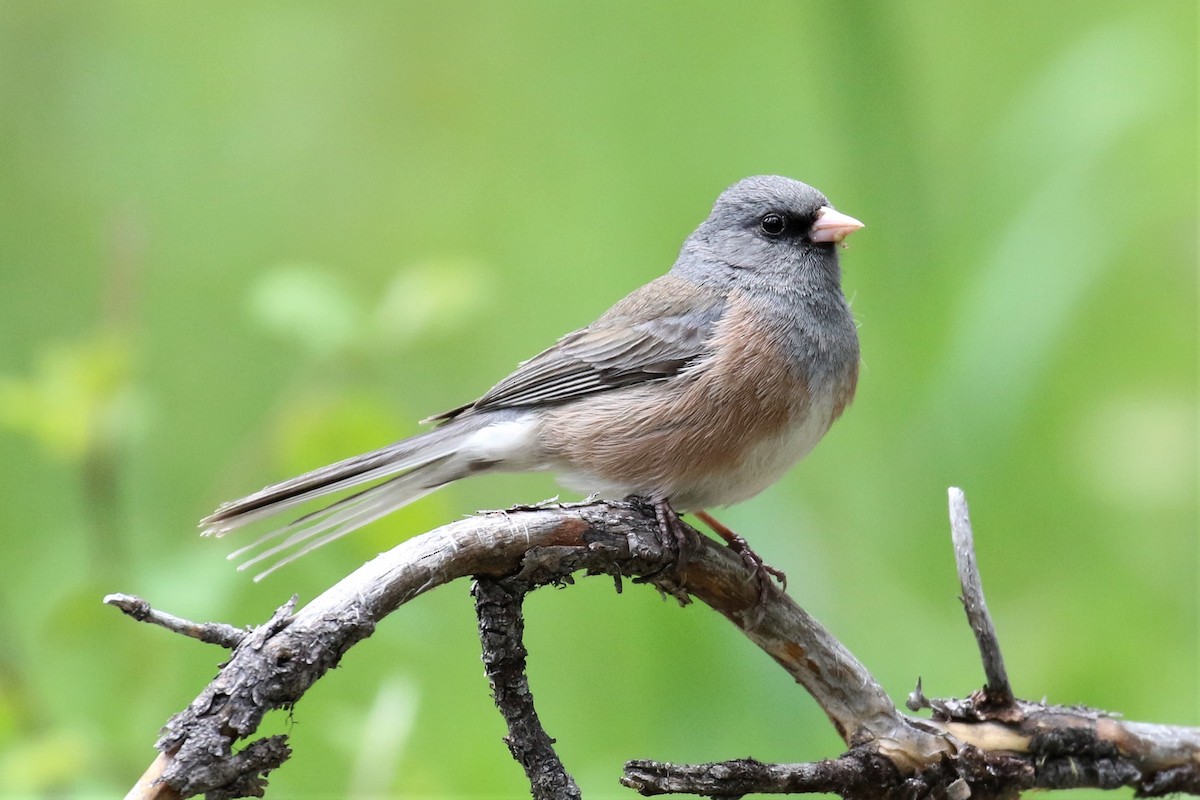 Junco Ojioscuro (mearnsi) - ML243899621