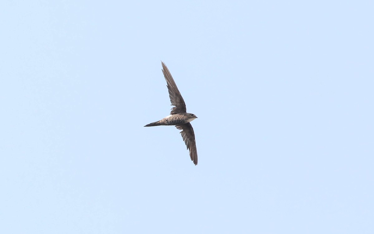 Pacific Swift - Ged Tranter