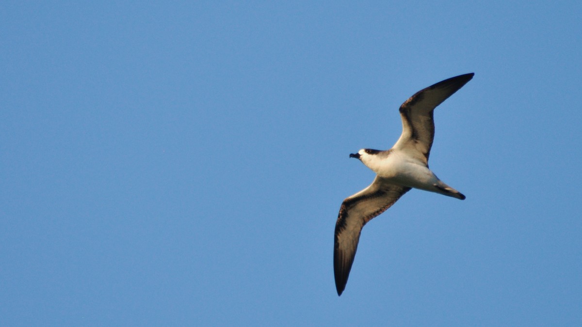 Barau's Petrel - ML24390081