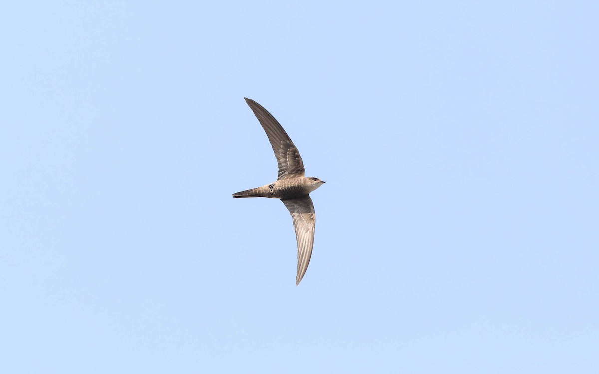 Pacific Swift - ML243900861