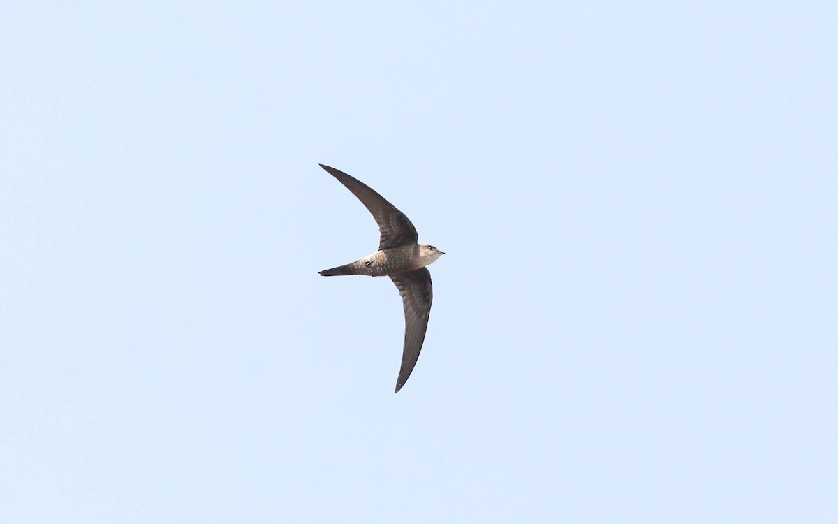 Pacific Swift - ML243901451