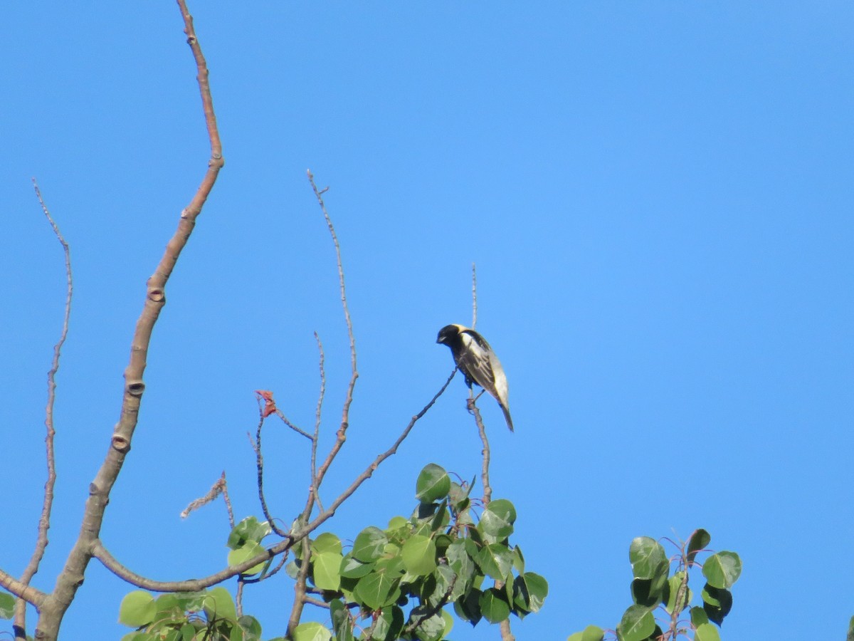 Bobolink - ML243901921