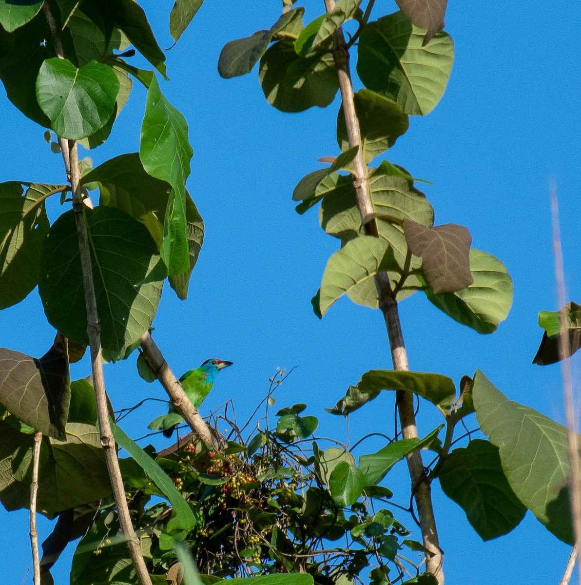 Blue-throated Barbet - ML243902461