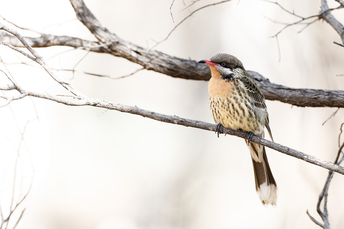 Spiny-cheeked Honeyeater - ML243904841