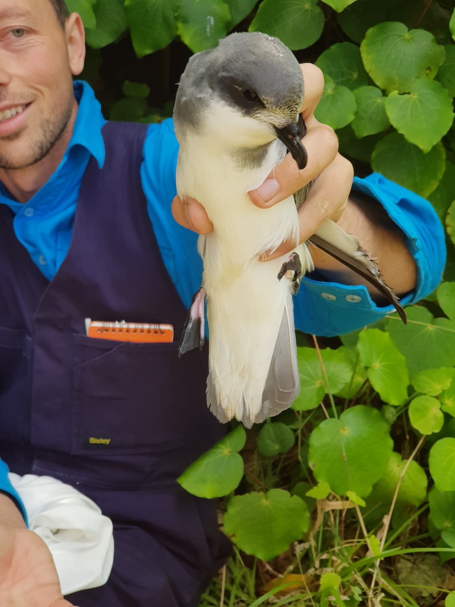 Chatham Petrel - ML243905431