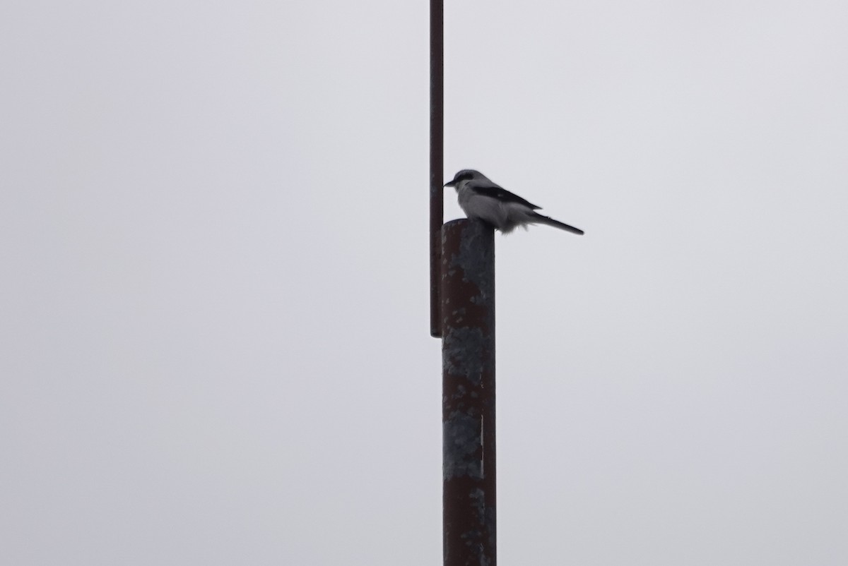 Northern Shrike - ML243906531