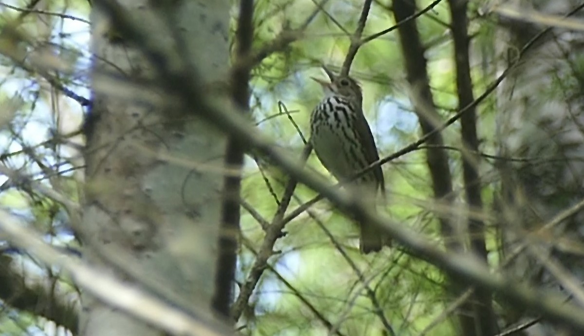 Ovenbird - ML243906871