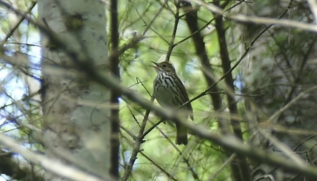 Ovenbird - Quentin Brown