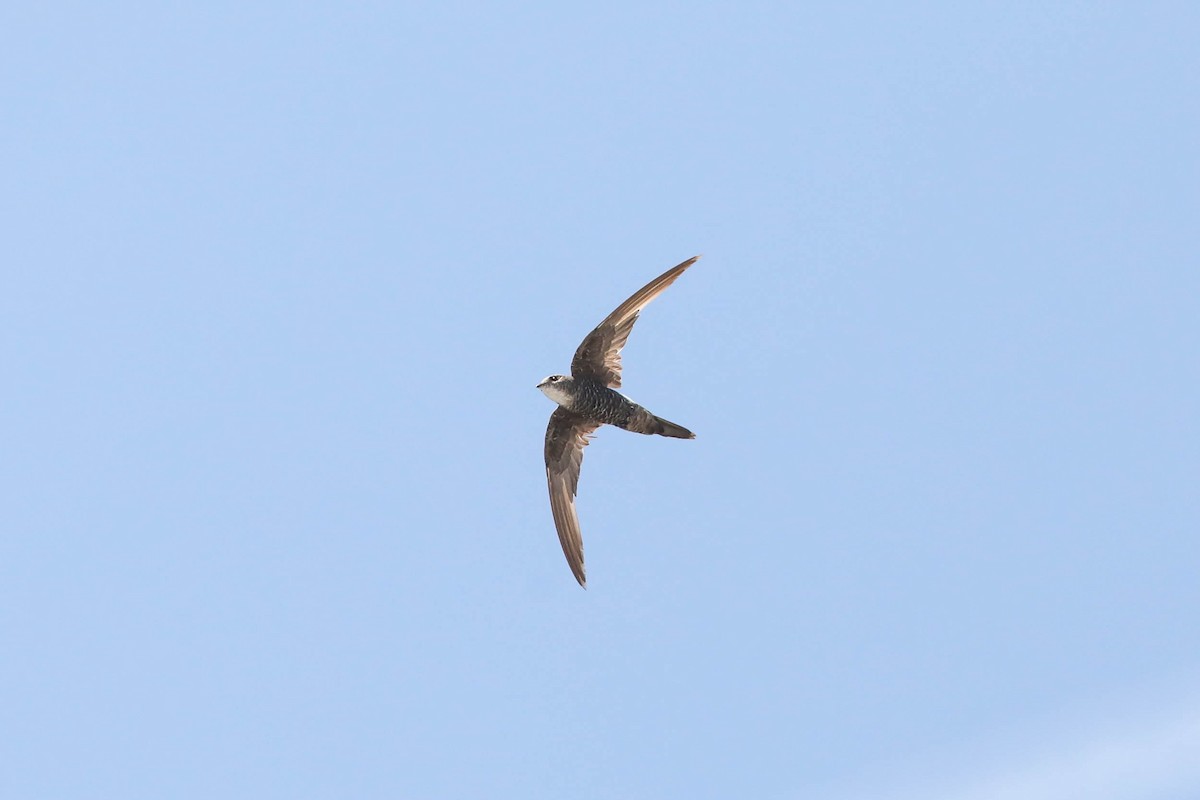 Pacific Swift - ML243907161