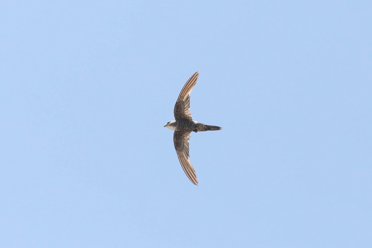 Pacific Swift - Ged Tranter