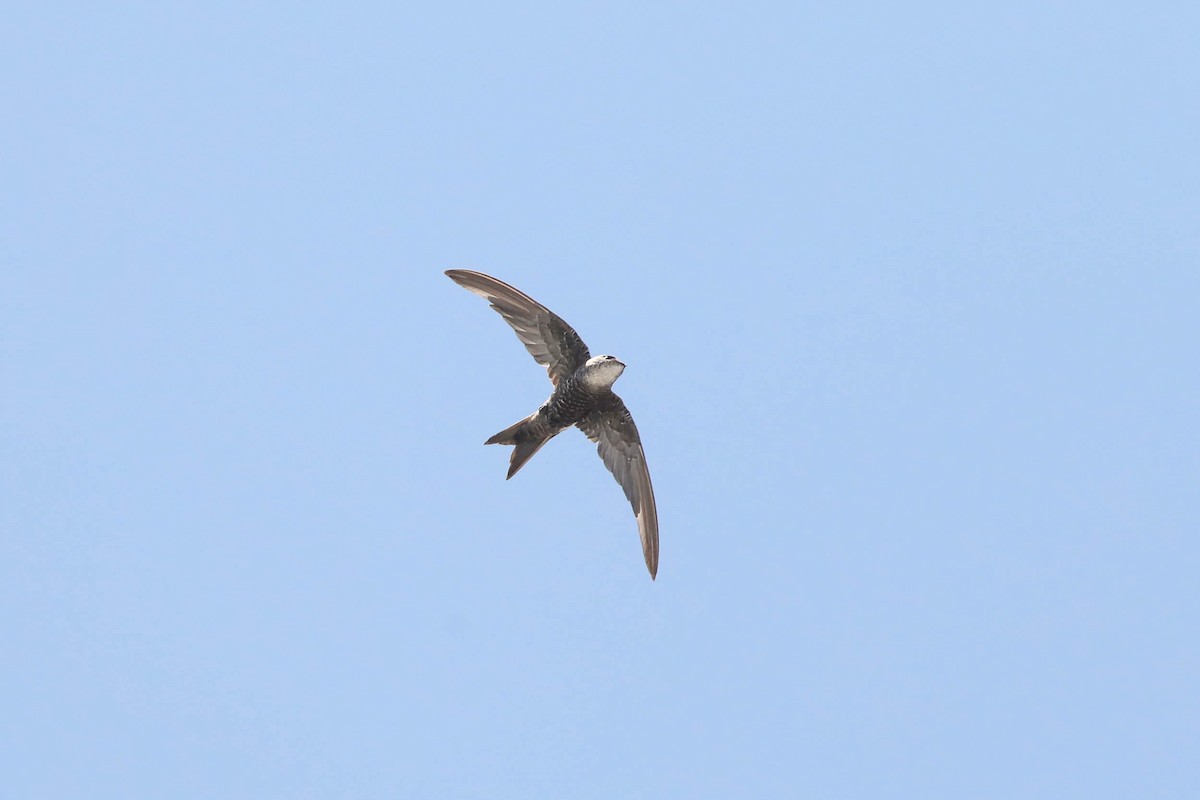 Pacific Swift - ML243907181