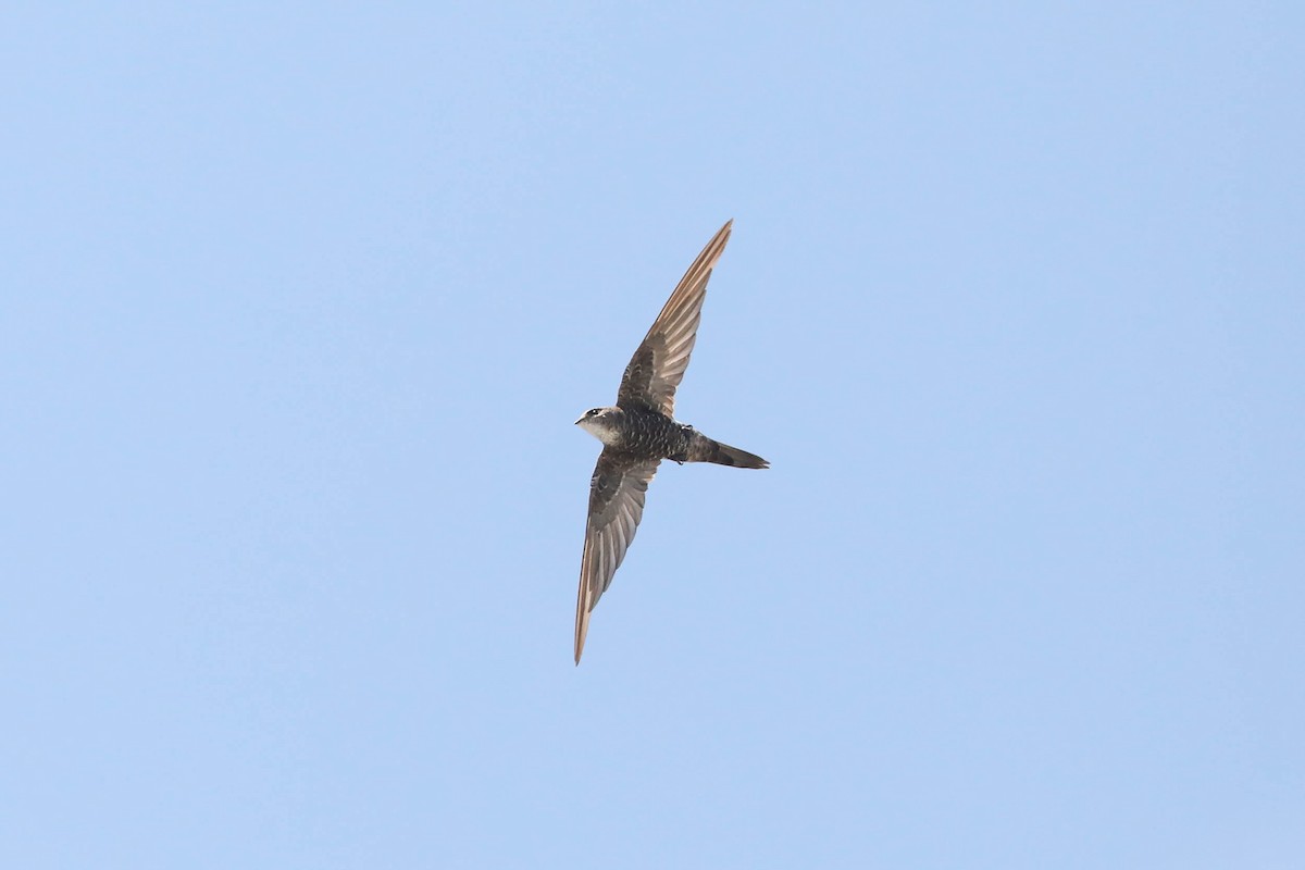 Pacific Swift - ML243907191