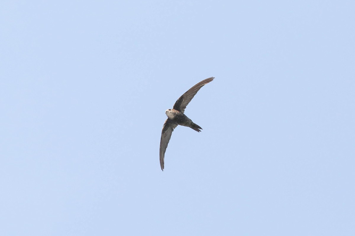 Pacific Swift - ML243907201