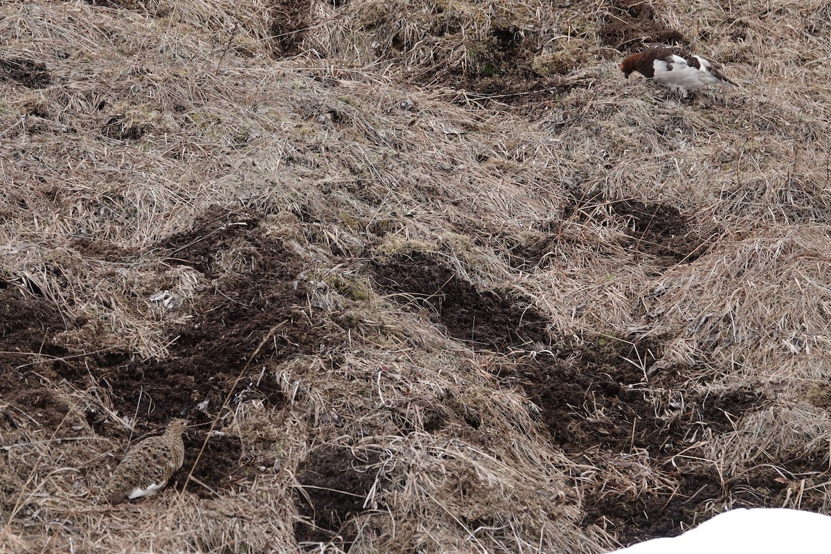 Willow Ptarmigan - ML243907251