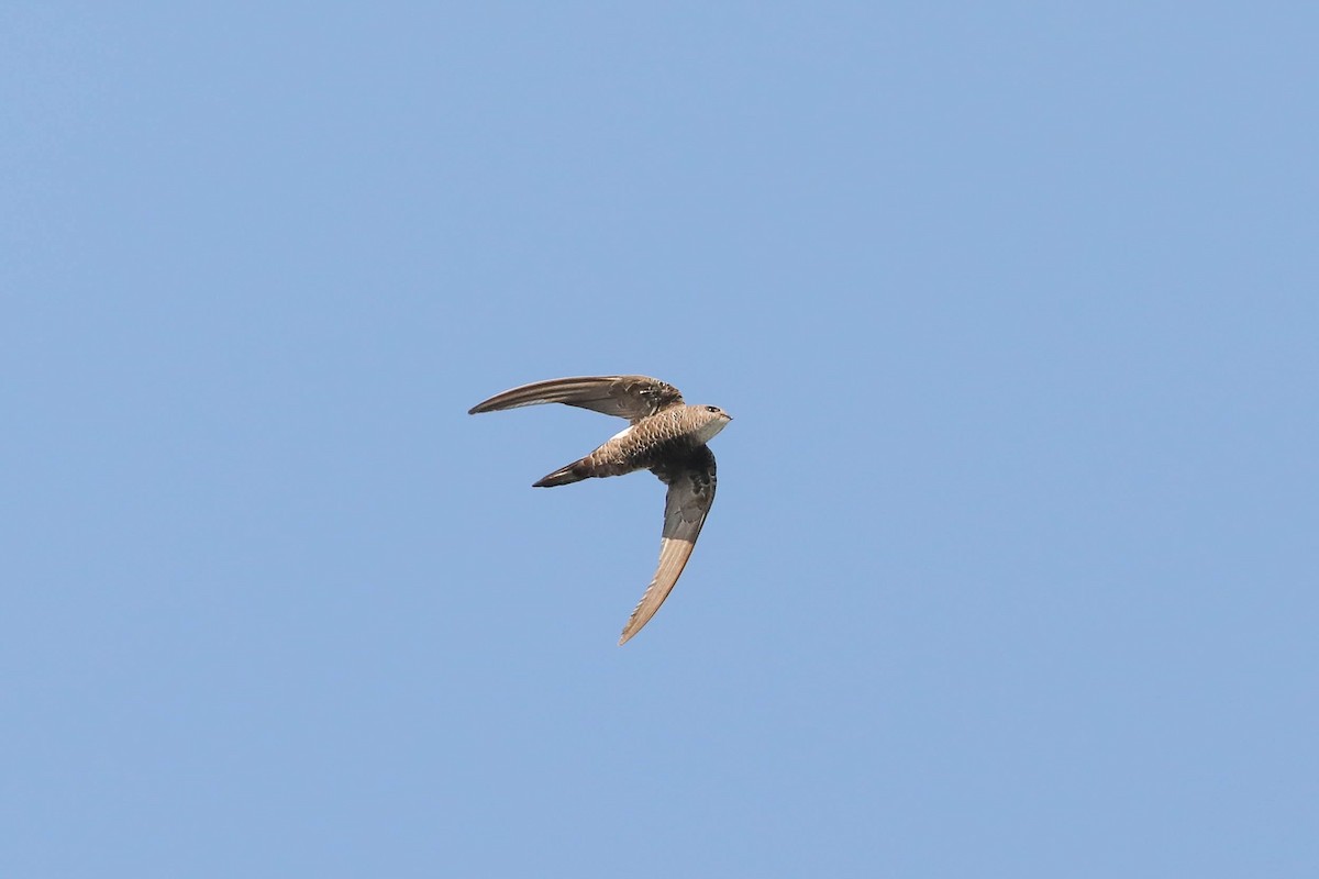 Pacific Swift - ML243907961