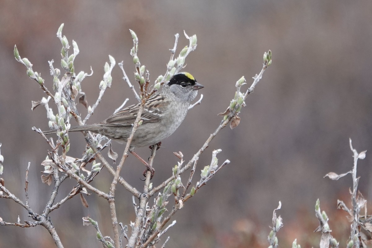 Golden-crowned Sparrow - Cameron Eckert