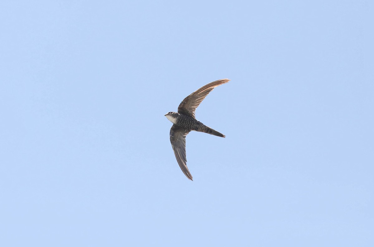 Pacific Swift - ML243908611