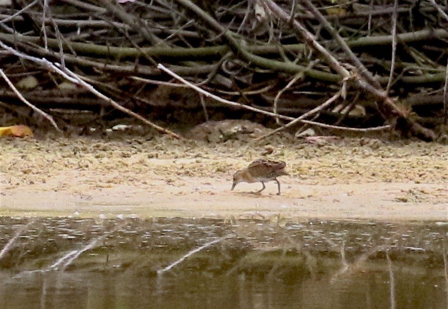 Baillon's Crake (Eastern) - ML243910251