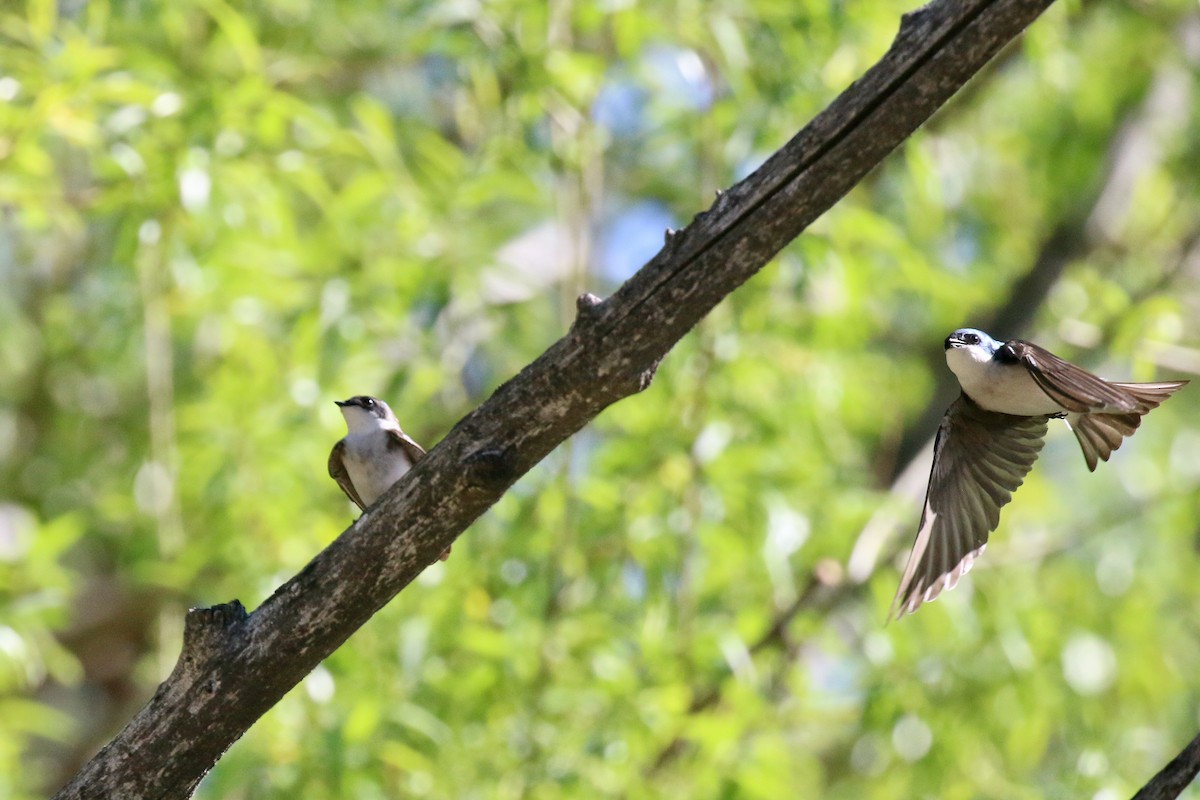 Golondrina Bicolor - ML243910981