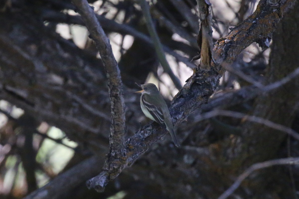 Willow Flycatcher - Henry Burton