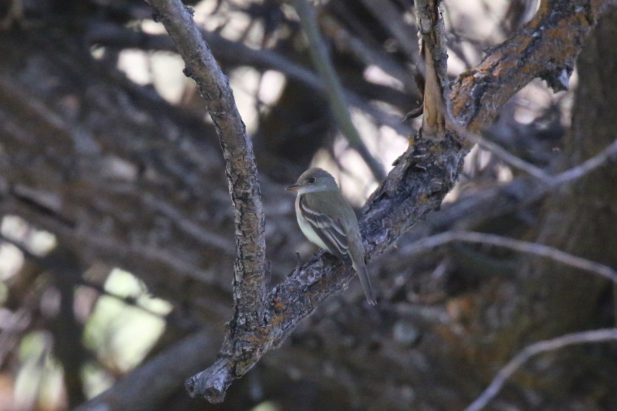 Willow Flycatcher - ML243911111