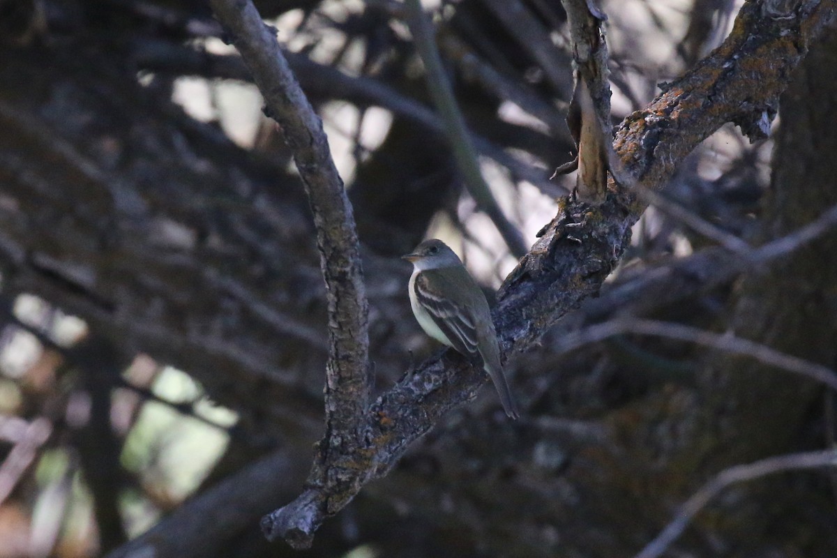 Willow Flycatcher - ML243911121