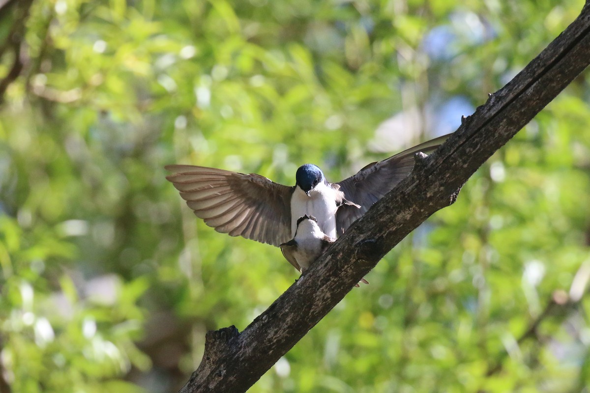 Tree Swallow - ML243911161